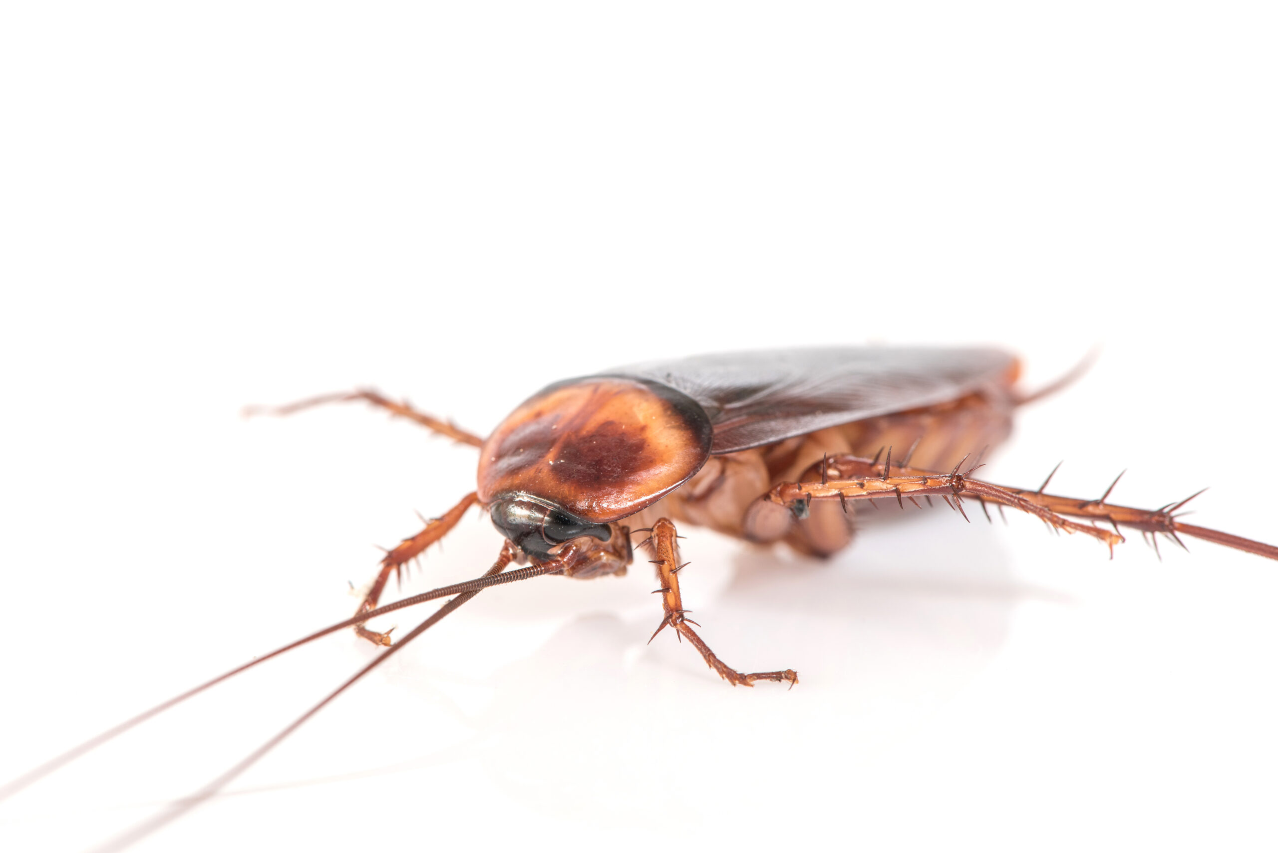 Cockroach Gel Baits